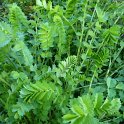 Sanguisorba minor